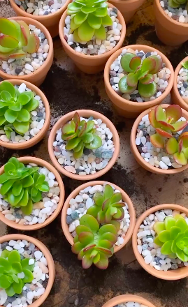 Tiny succulents planted in terra cotta pots to be used as end of year student gifts