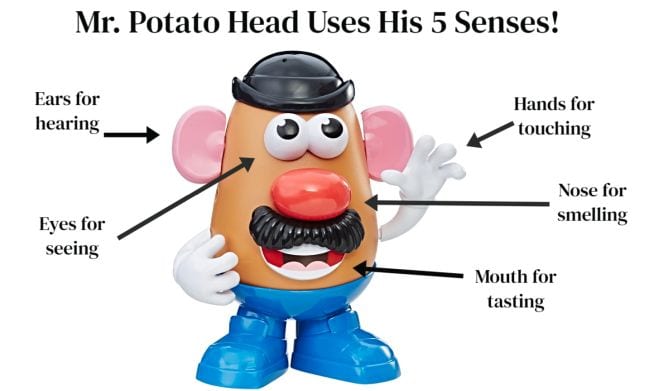 Image of Mr. Potato Head toy with parts labeled with senses like Ears for hearing, Eyes for seeing