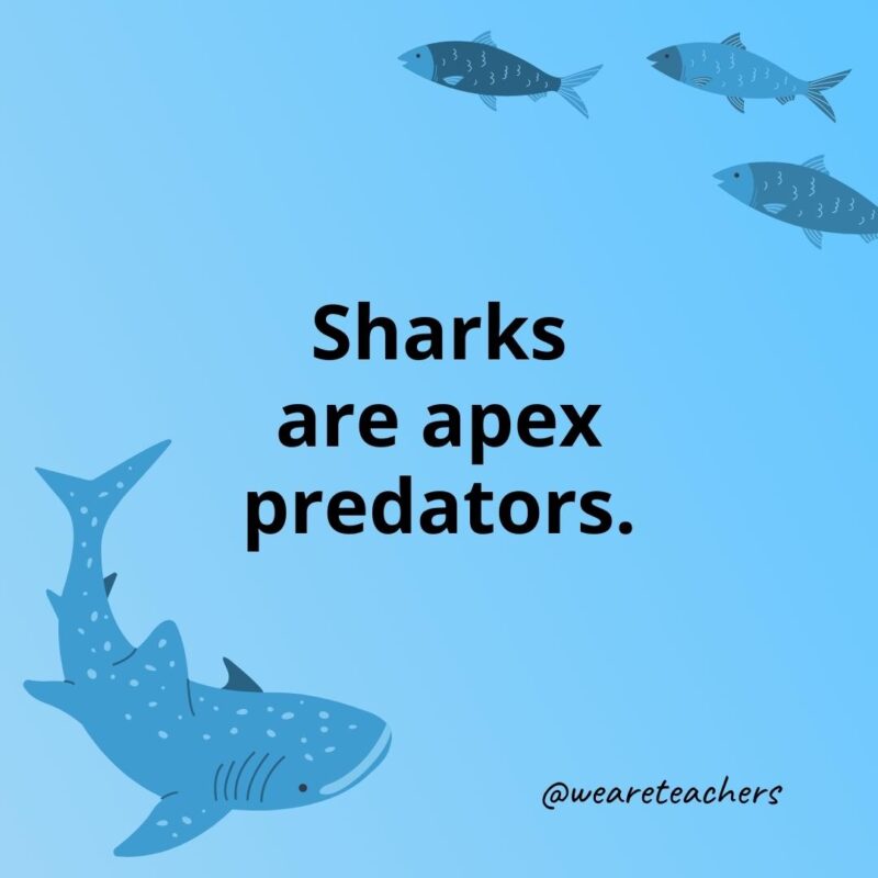 Sharks are apex predators.