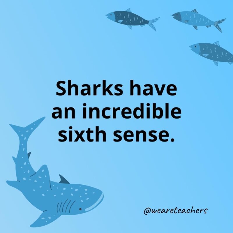 Sharks have an incredible sixth sense.