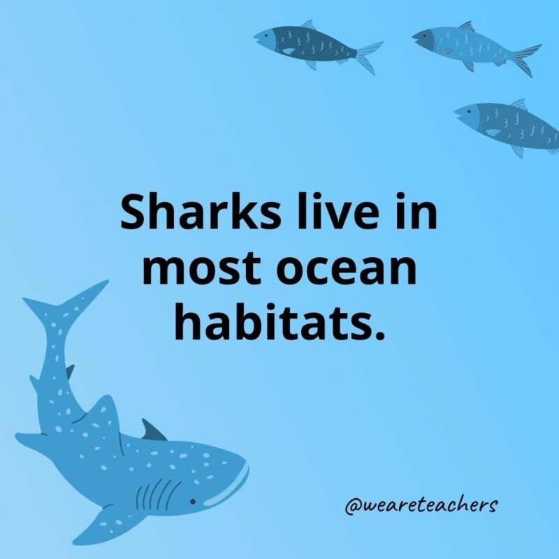 Sharks live in most ocean habitats.