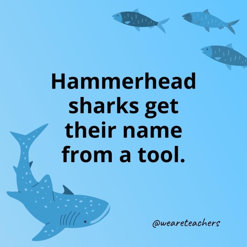 Hammerhead sharks get their name from a tool.