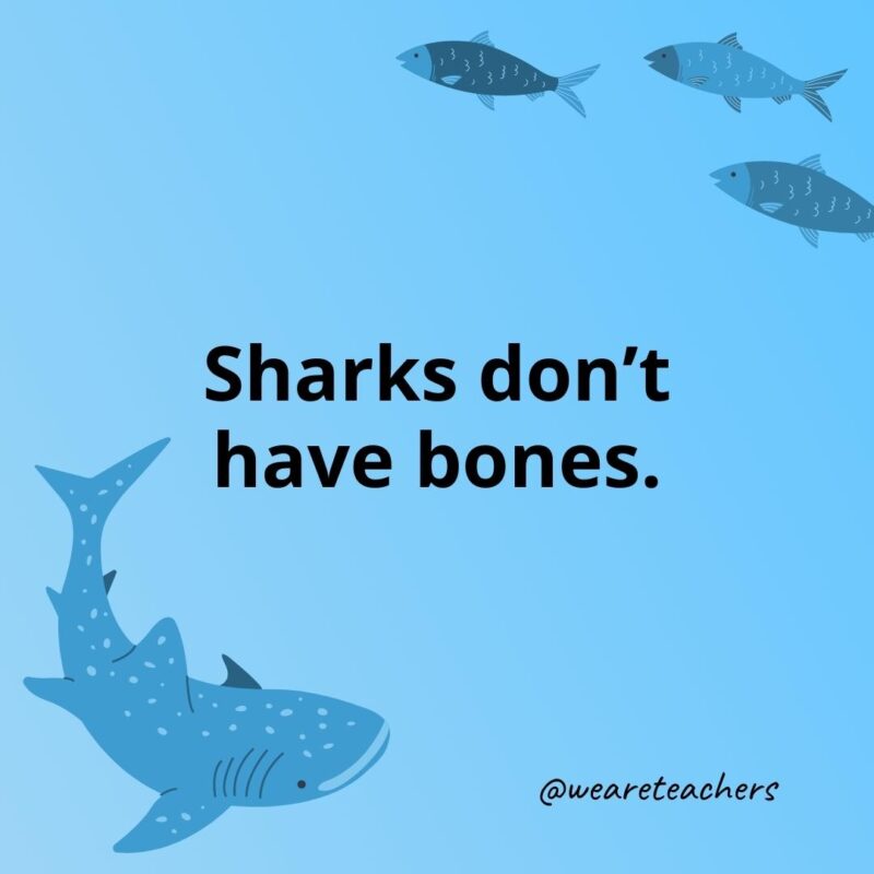 Sharks don’t have bones.