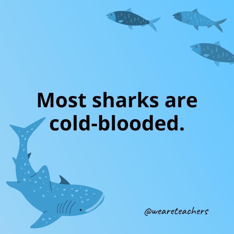 Most sharks are cold-blooded.