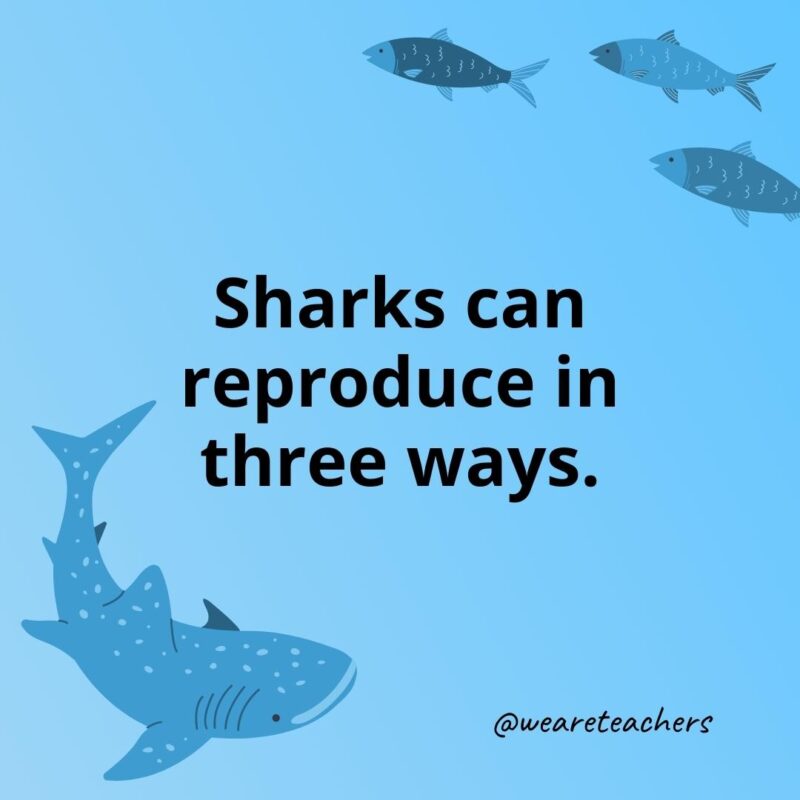 Sharks can reproduce in three ways. 