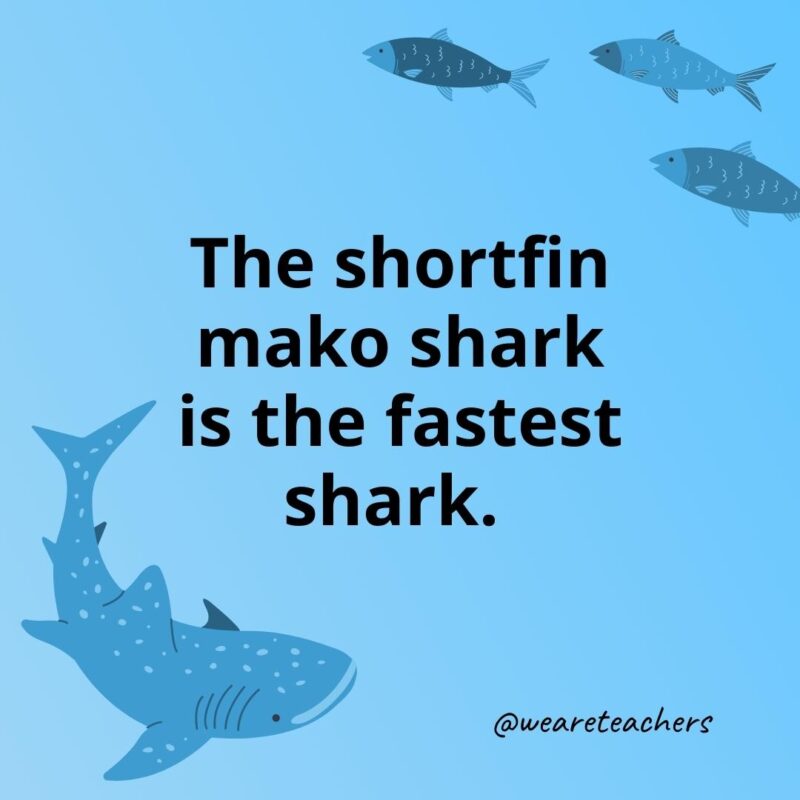 The shortfin mako shark is the fastest shark. 