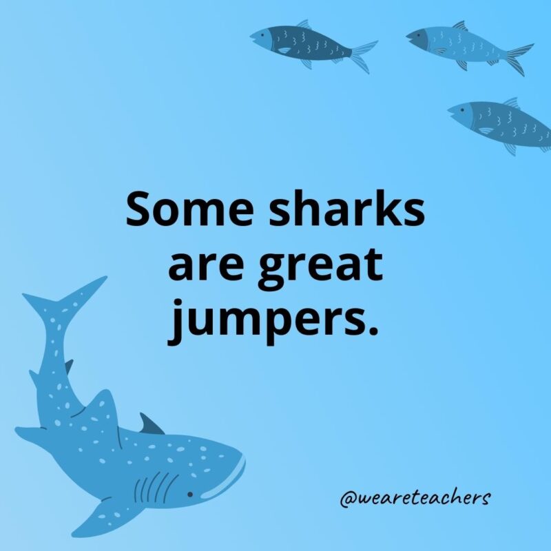 Some sharks are great jumpers.
