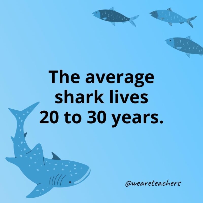 The average shark lives 20 to 30 years.