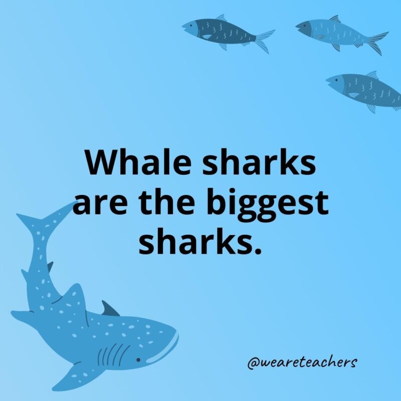 Whale sharks are the biggest sharks.