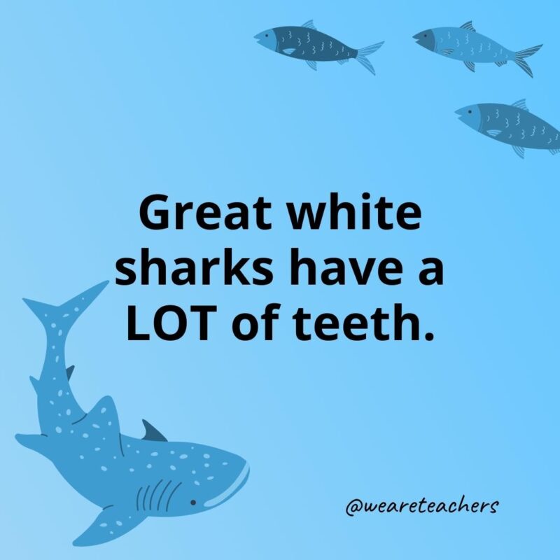 Great white sharks have a LOT of teeth.