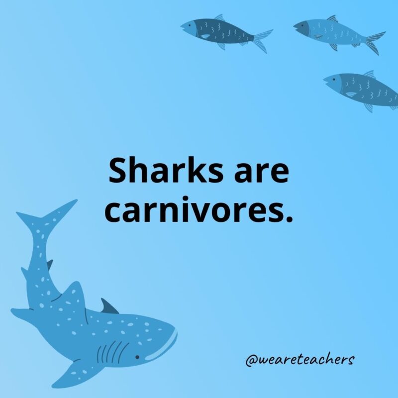 Sharks are carnivores.
