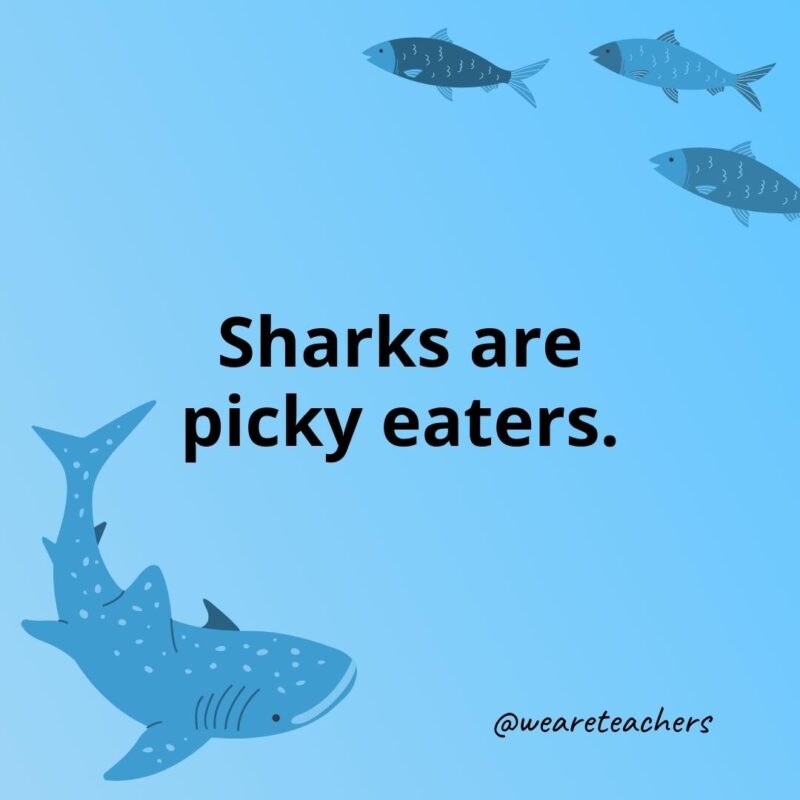 Sharks are picky eaters. 