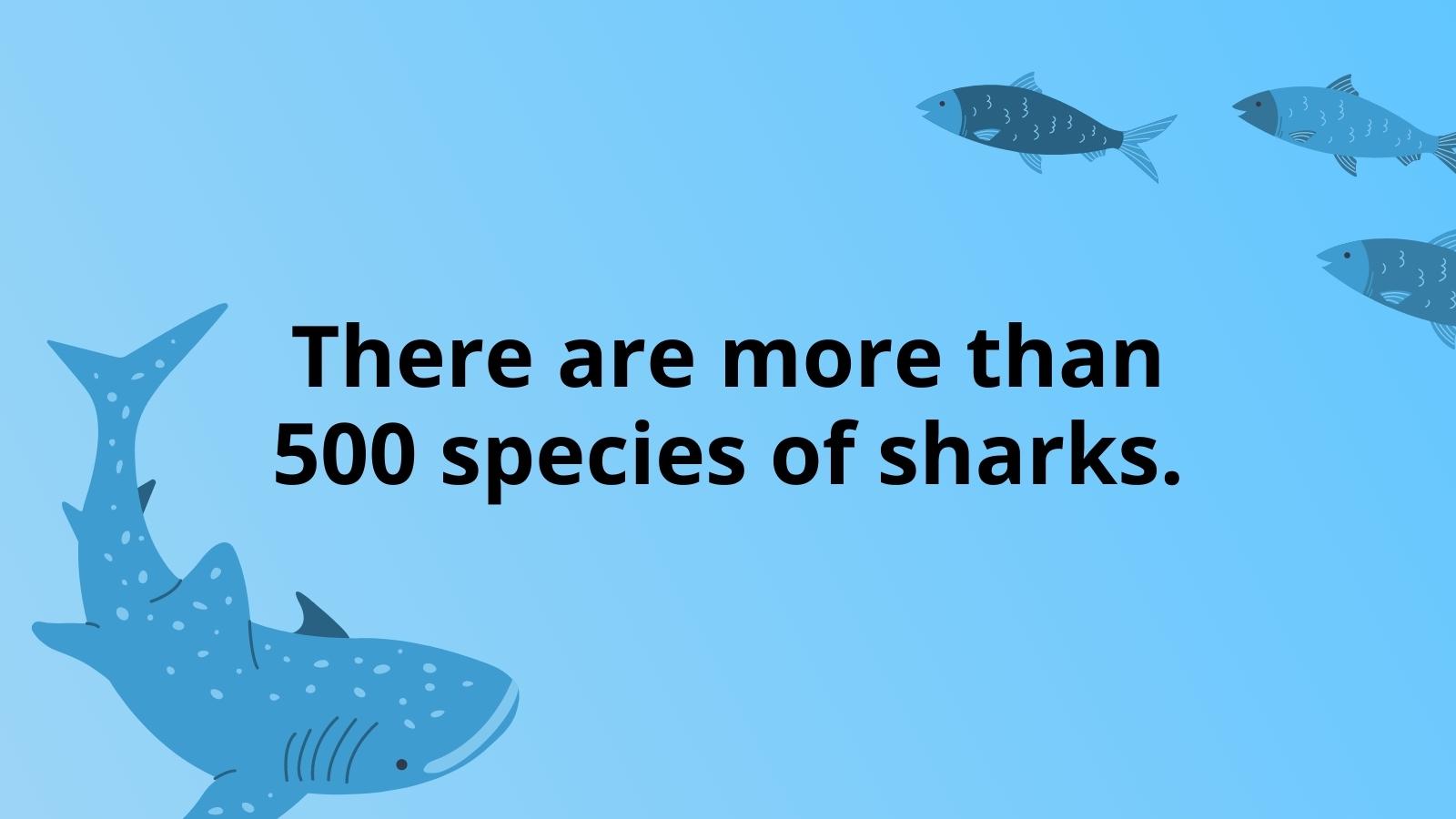 Facts About Sharks For Kids That Will