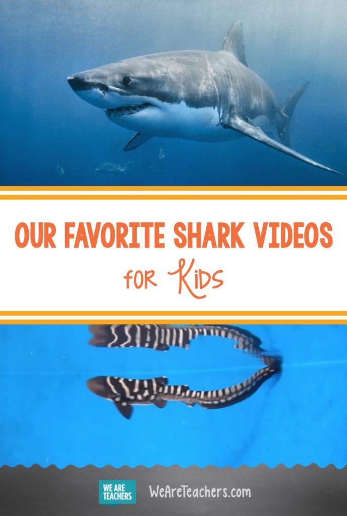 Our Favorite Shark Videos for Kids