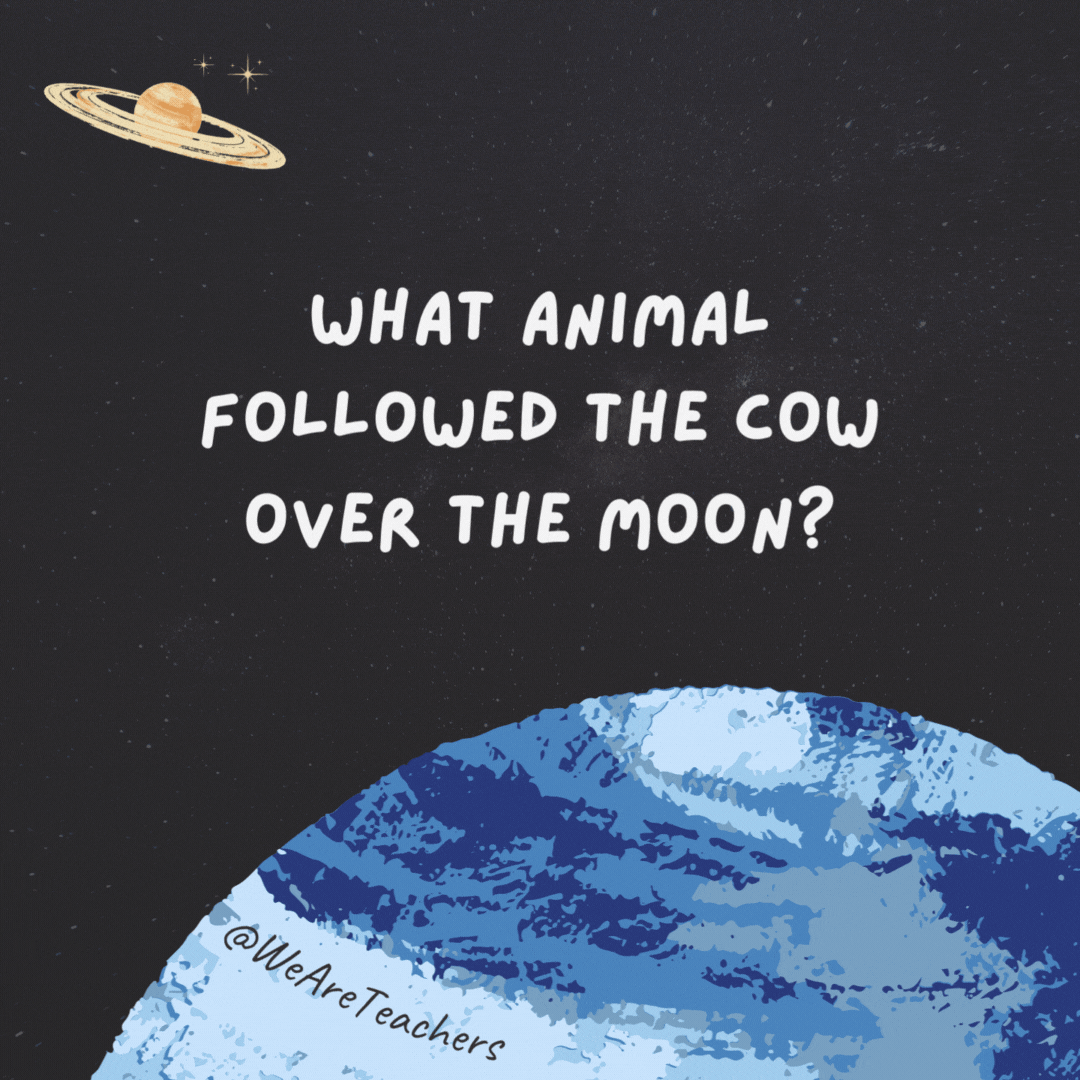 What animal followed the cow over the moon? 

A space sheep.