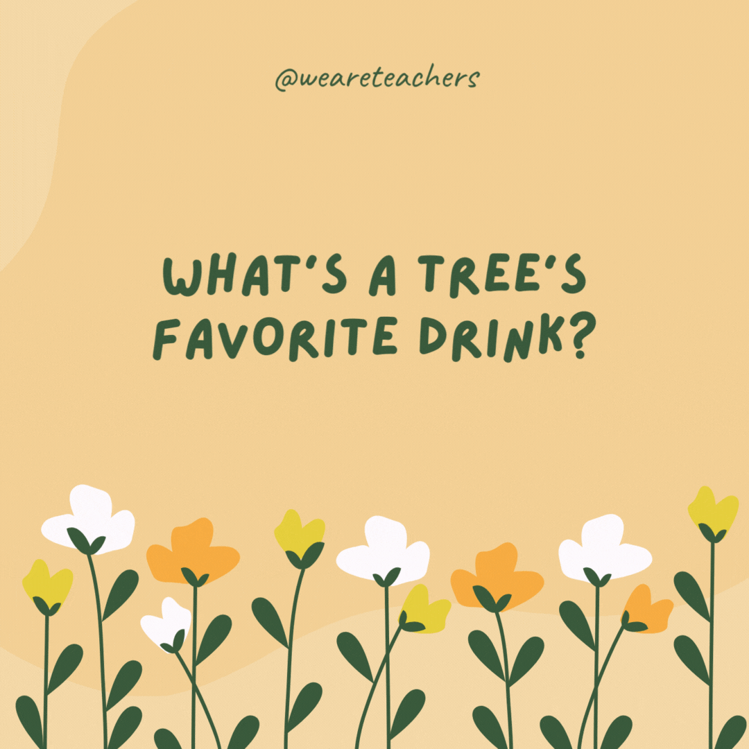 What's a tree's favorite drink?

Root beer, especially in the spring.