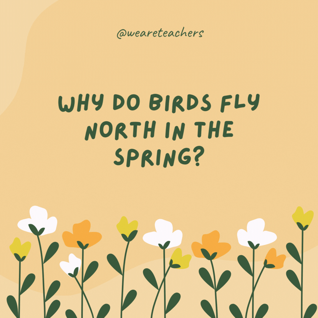 Why do birds fly north in the spring?

For the early bird special.