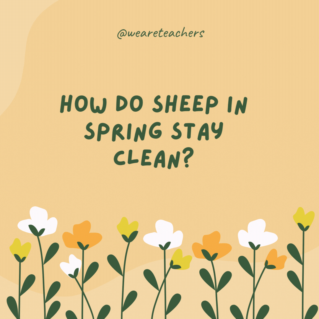 How do sheep in spring stay clean?

Rain showers.