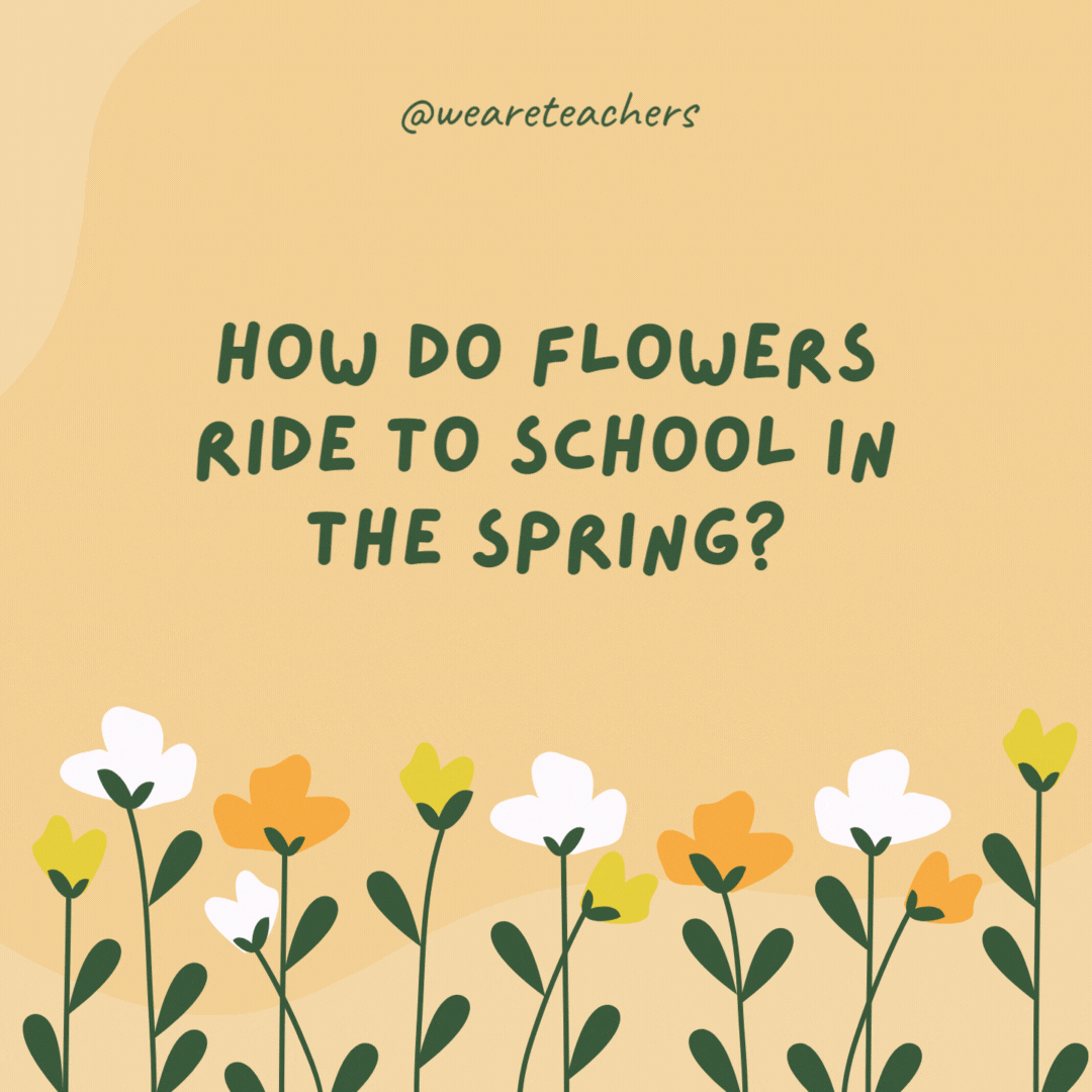 How do flowers ride to school in the spring?

On the school bud.
