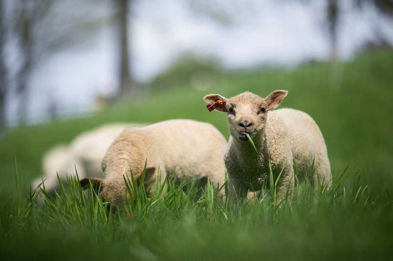 Young sheep grazing in a field - Free Teacher Trip