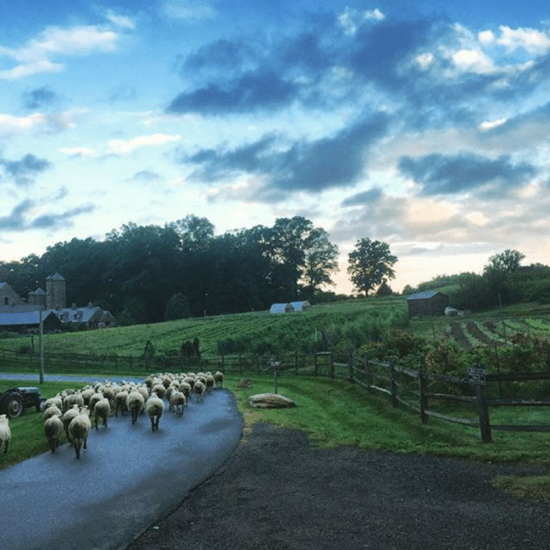 Stone Barns farm with sheep – Professional Development for Teachers