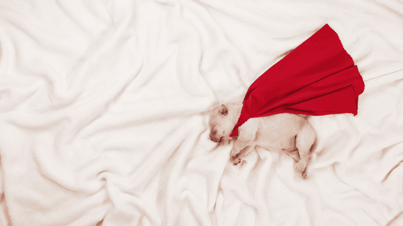 A white puppy laying on a white blanket with a red cape on