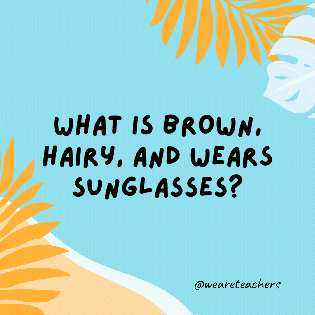 What is brown, hairy, and wears sunglasses? A coconut on vacation. 