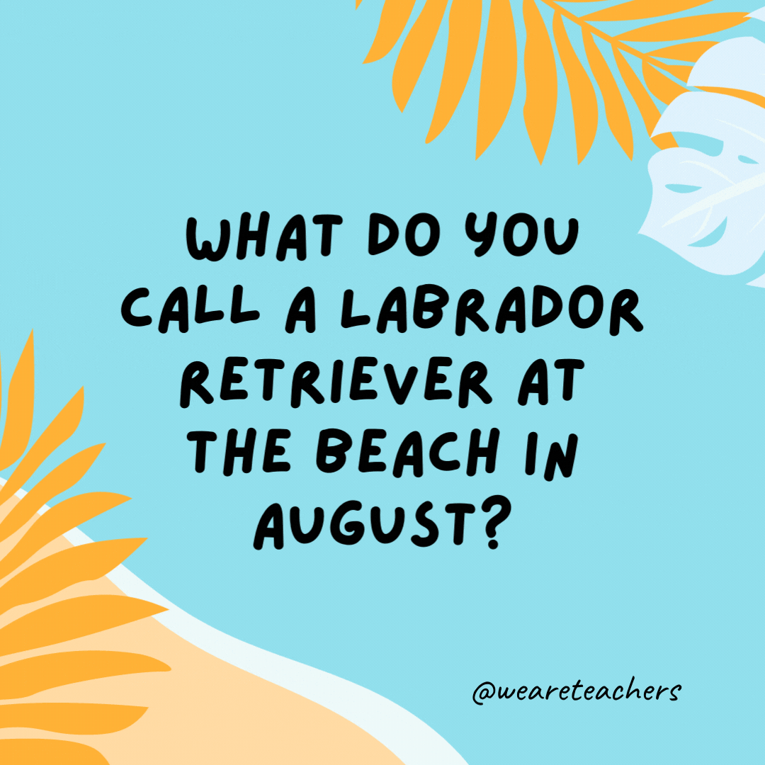 What do you call a Labrador retriever at the beach in August? A hot dog.