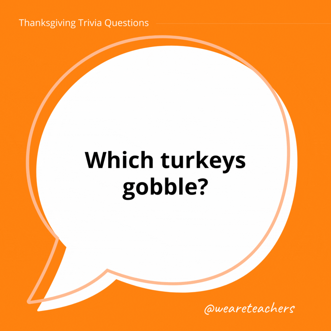 Which turkeys gobble?- thanksgiving trivia