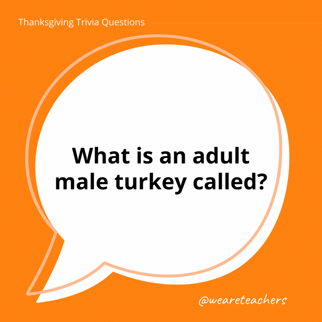 What is an adult male turkey called?- thanksgiving trivia