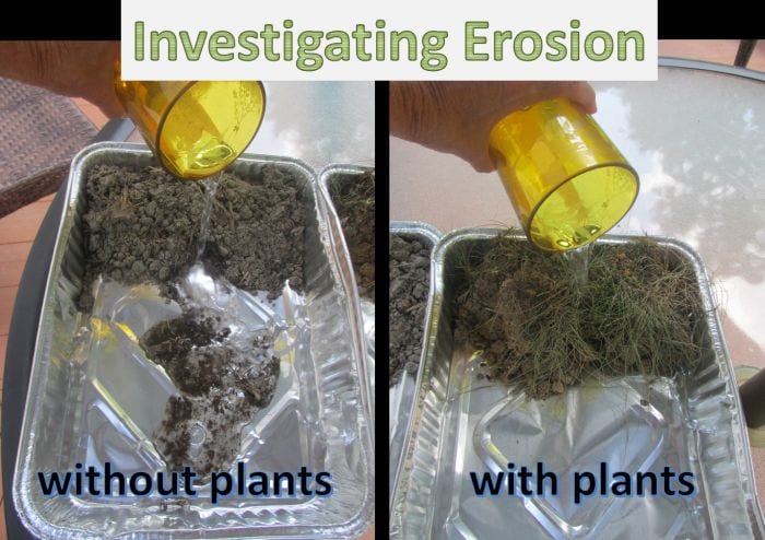 Science student pouring water onto two tin pans of soil, one with plants and one without