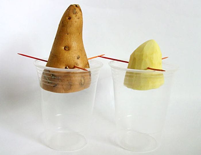 Sweet potato halves propped on plastic cup limbs by toothpicks