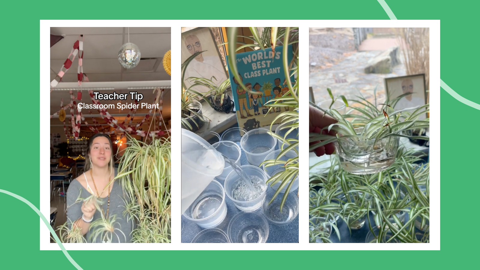 Stills from TikTok of 3rd grade teacher's spider plant tradition for students