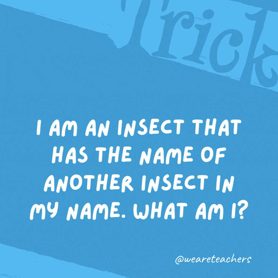 I am an insect that has the name of another insect in my name. What am I?

A beetle.