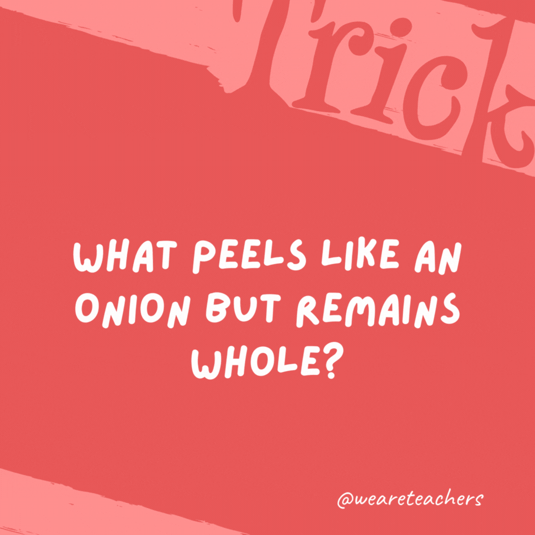 What peels like an onion but remains whole?

A snake or lizard.
