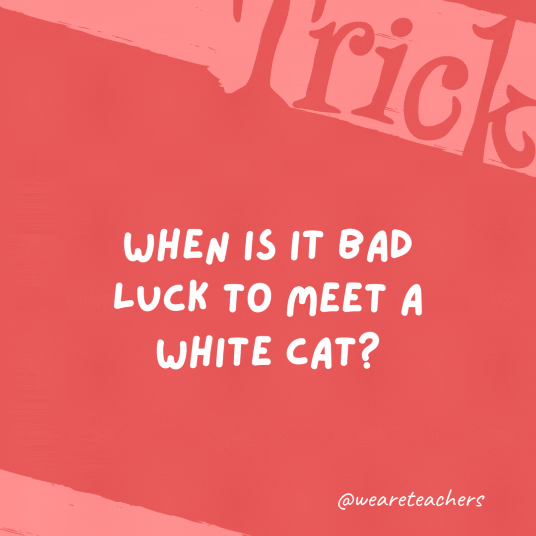 When is it bad luck to meet a white cat? When you’re a mouse.- trick questions