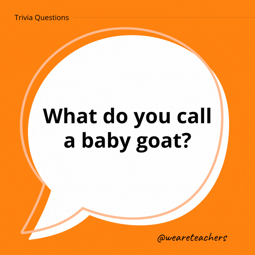 What do you call a baby goat?