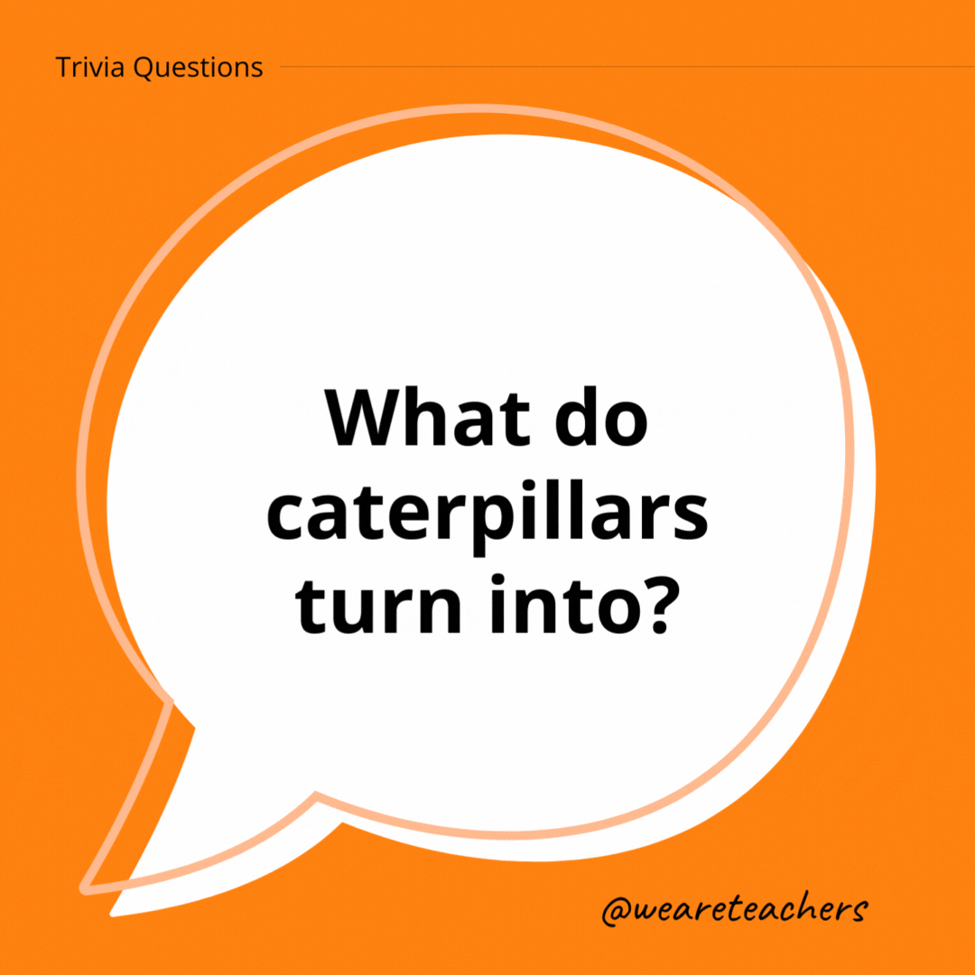 What do caterpillars turn into?