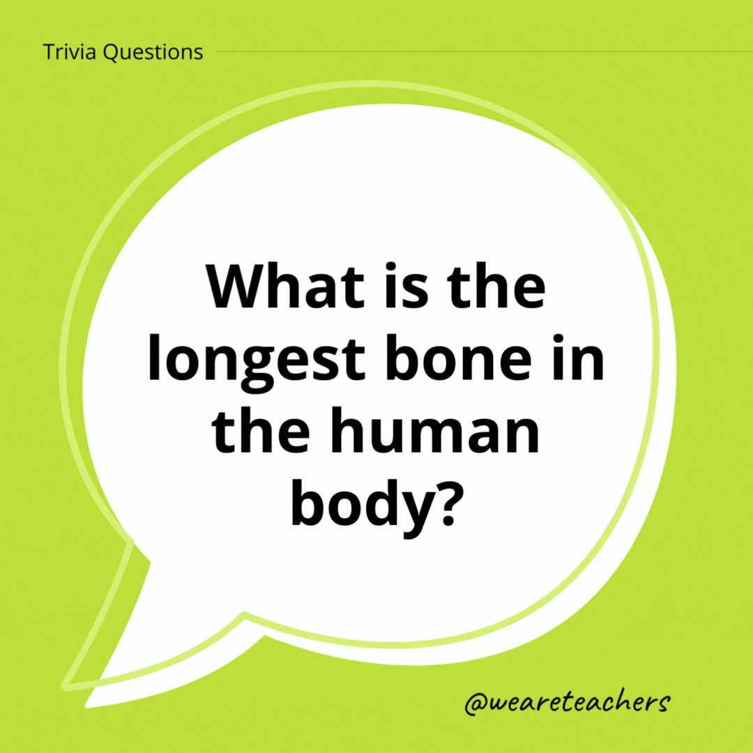 What is the longest bone in the human body?