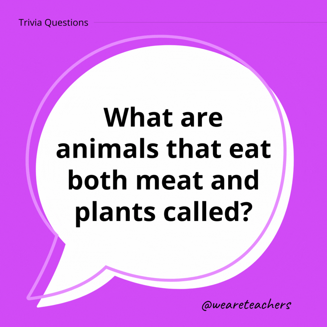 What are animals that eat both meat and plants called?