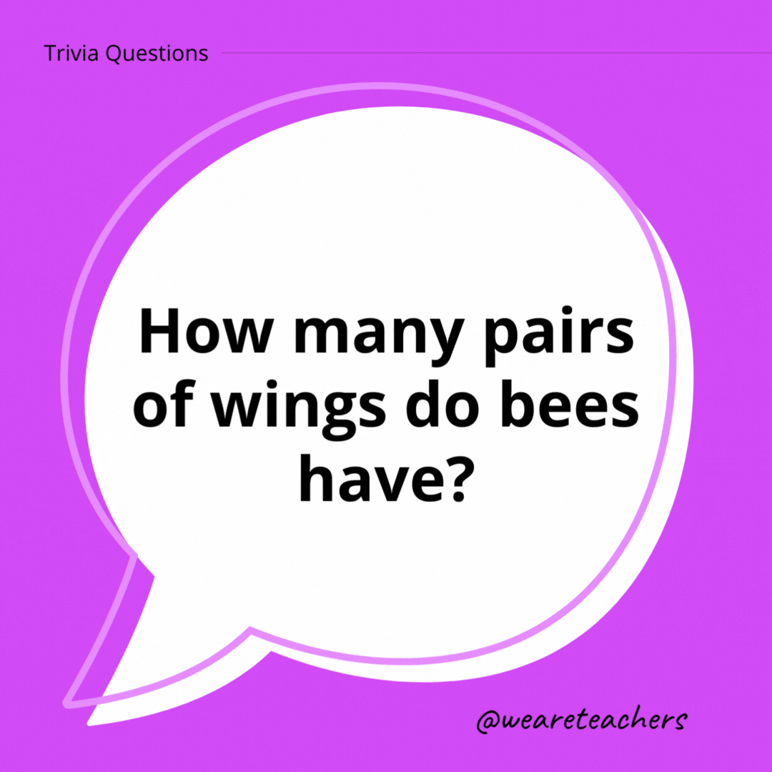 How many pairs of wings do bees have?