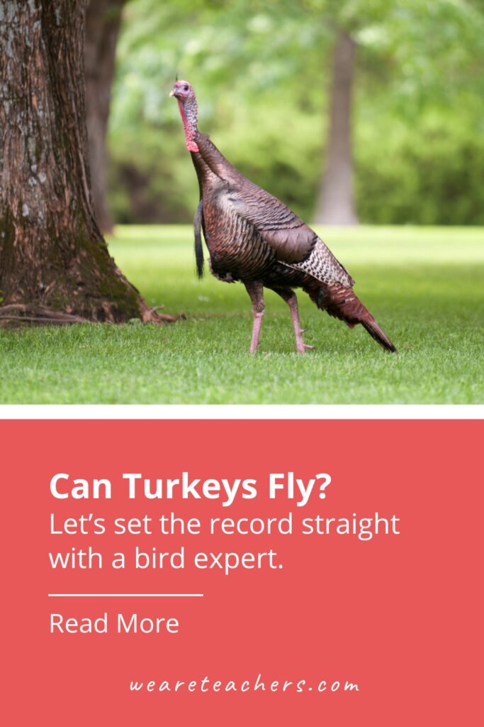 Are you trying to figure out if wild turkeys can fly? Our bird expert helps get to the truth of whether turkeys can fly and much more.