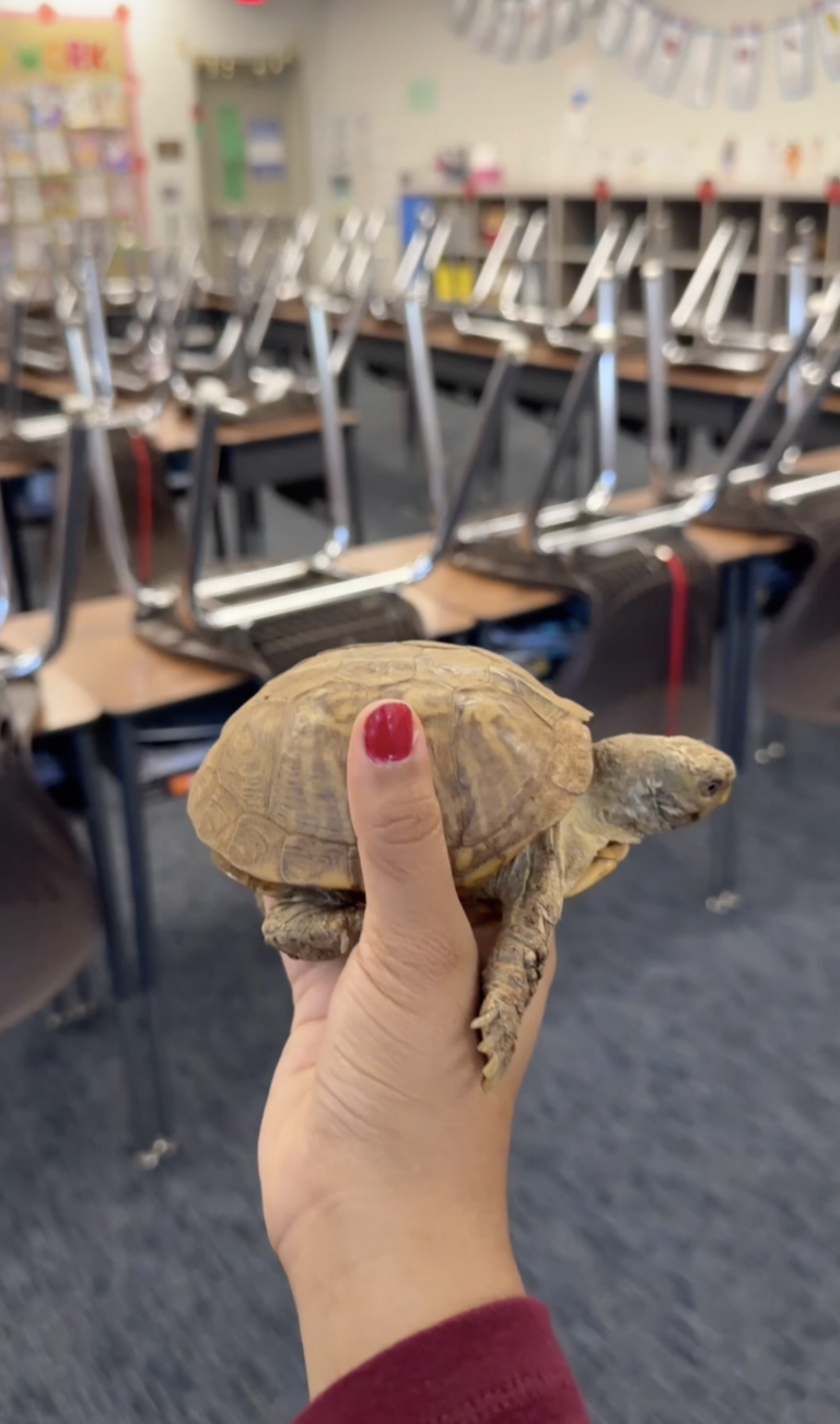 This Classroom Pet Helped a First-Year Teacher Create Community