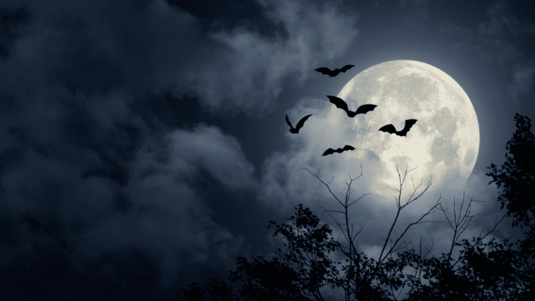 Picture of a creepy nightime sky with a large full moon and three black bats flying in front of it