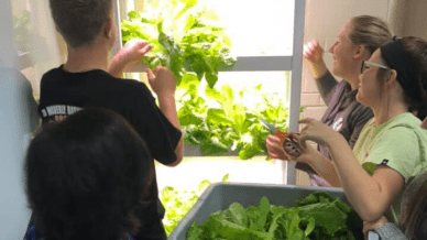 Student harvesting lettuce from hydroponic classroom garden