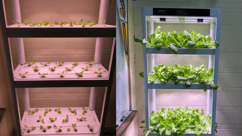 Hydroponic classroom garden seedling and full grown lettuce