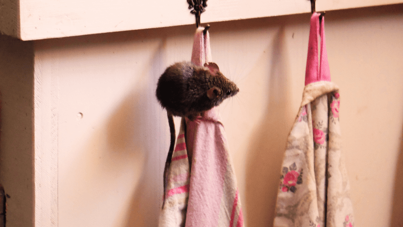 Small mouse sitting on a child's coat or backpack on a coat hook