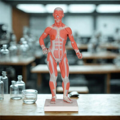 Know Body Lab Model Win a Muscular Figure Model for Your Science Classroom!