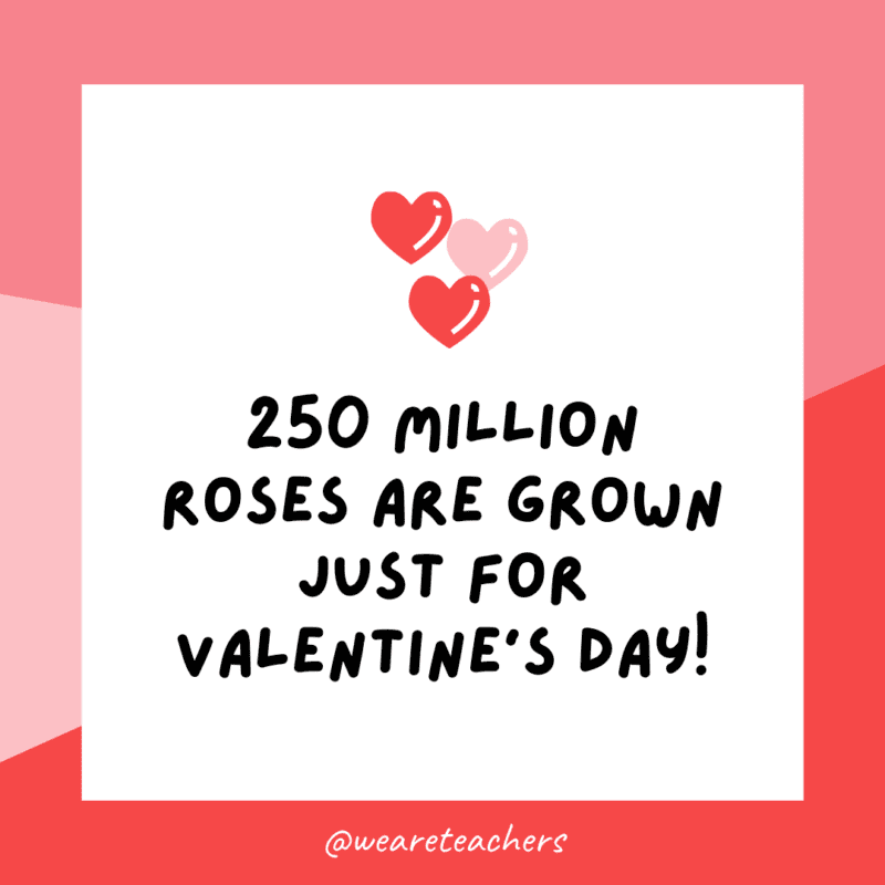 250 million roses are grown just for Valentine's Day!