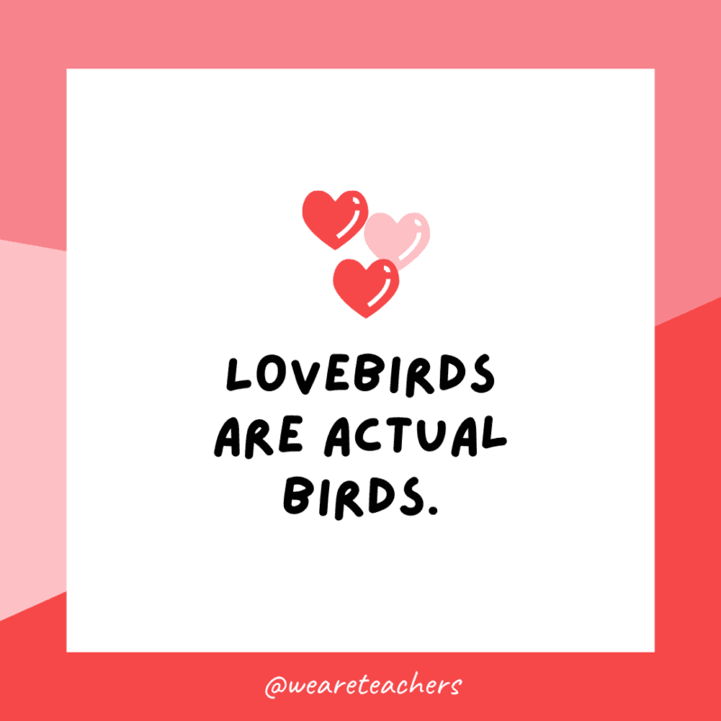 Lovebirds are actual birds.